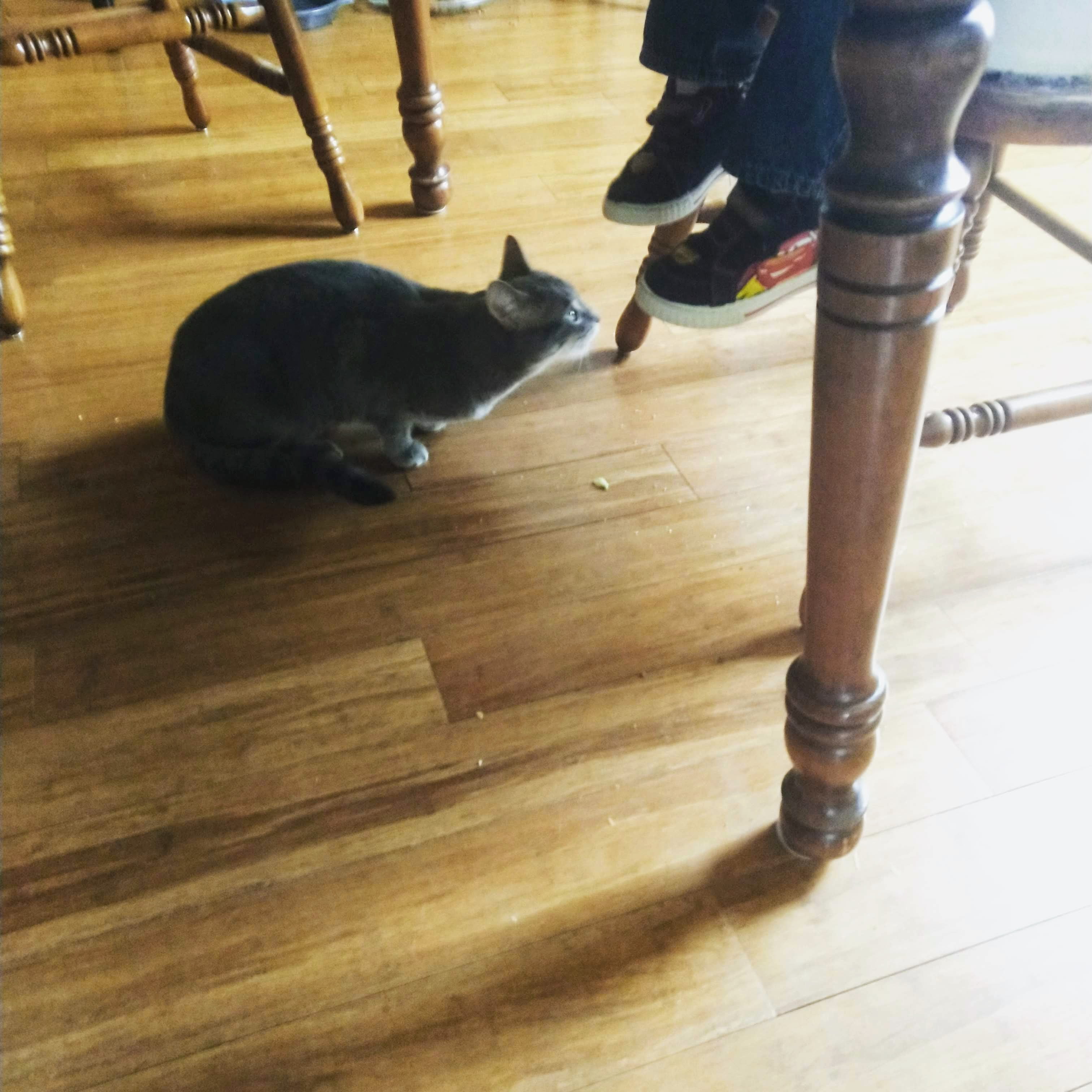 small cat under table waiting for child to drop food