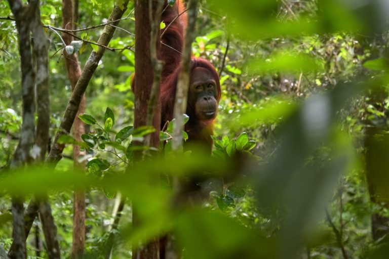palm oil hurt orangutan