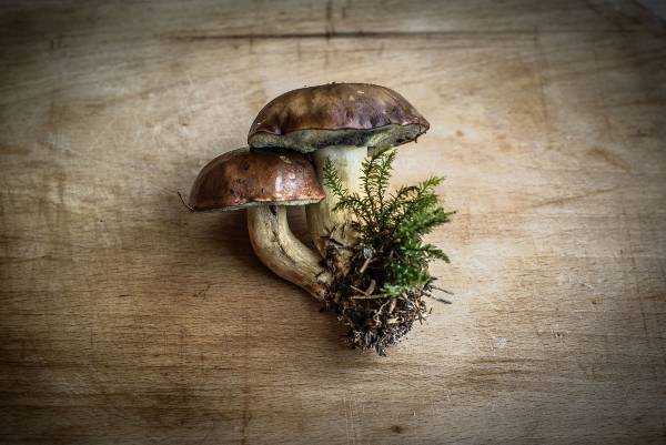clump of cottagecore mushrooms